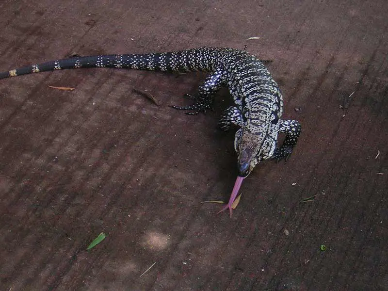 1529454208Dia5 copiar