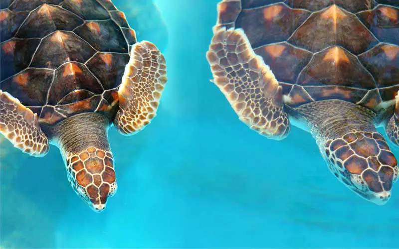 15694483401538503137Dia10 copiar