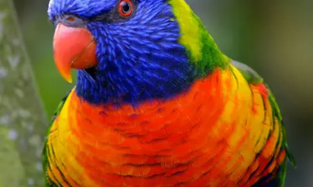 15694489241539100596ara copiar