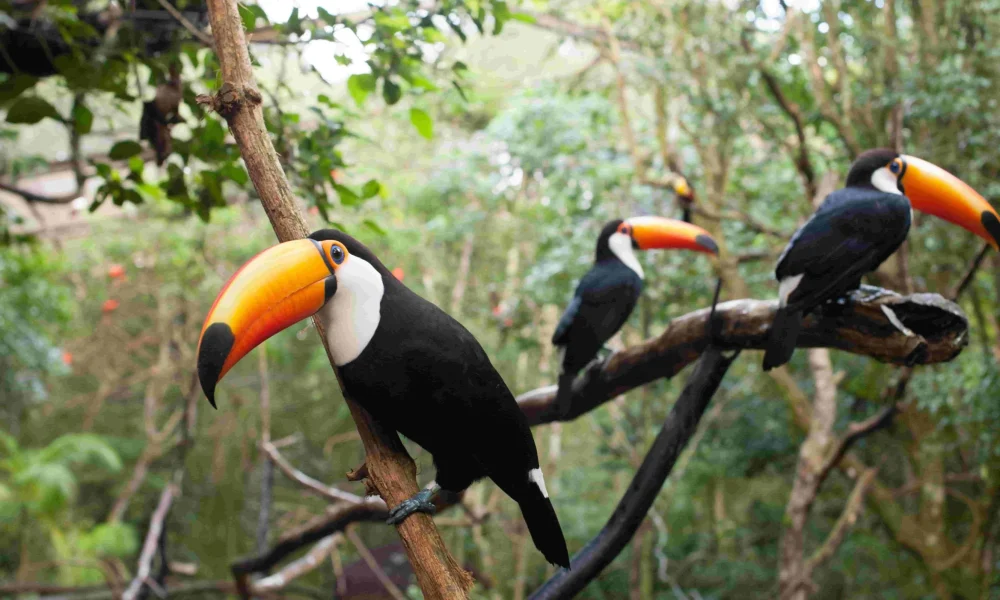 1575561080parquedasaves copiar