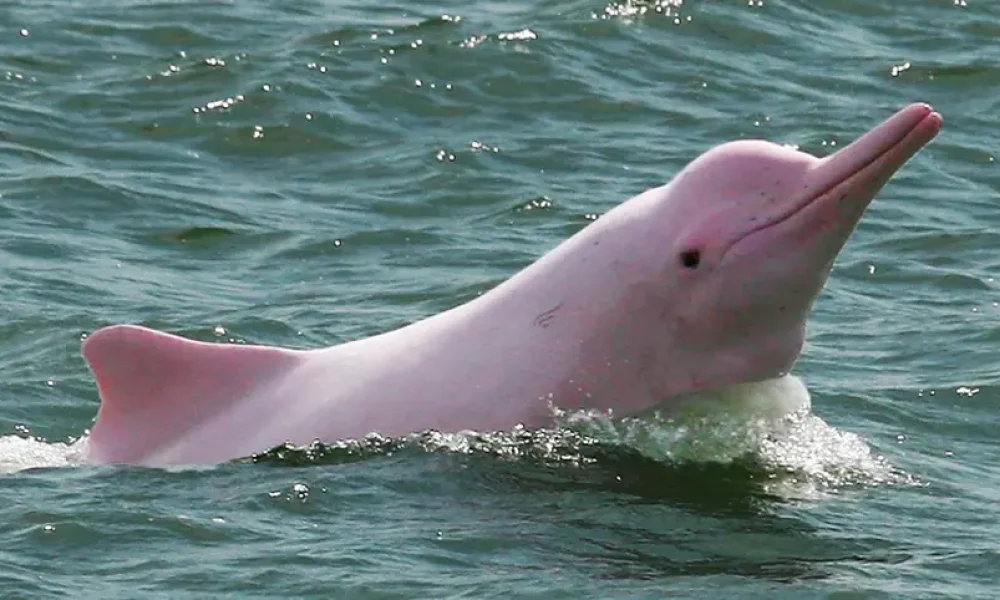 1578520465botorosa copiar