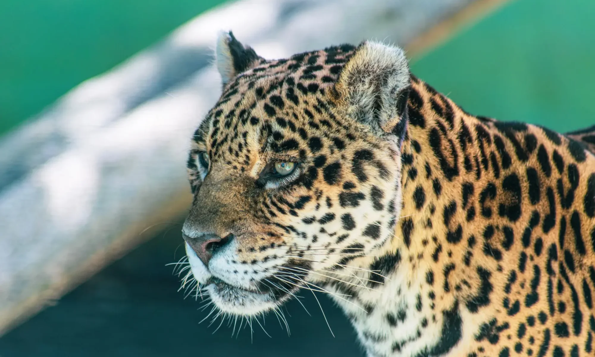 1601551846mateuscamposfelipeDJcPoAVwzsunsplash copiar