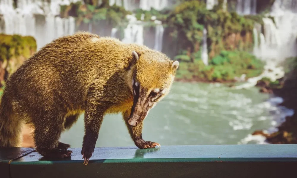 1601552136Iguazu copiar