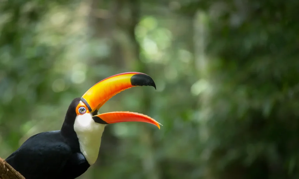 1601553014Iguazubirdpark copiar